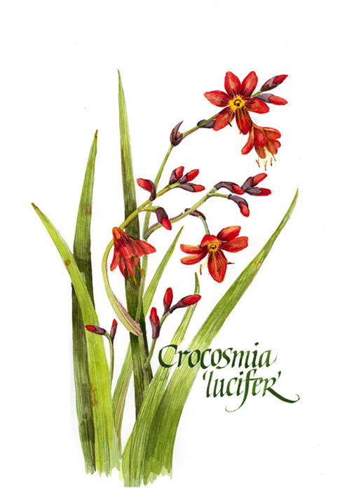 Illustration Crocosmia Flowers