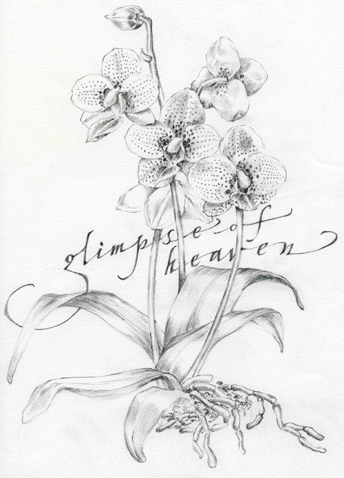 Illustration Orchid Heaven in Pencil