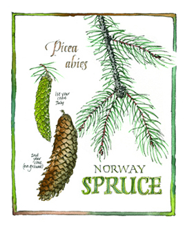 Illustration Norway Spruce