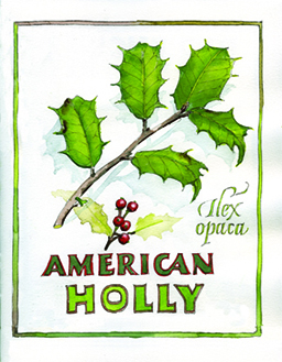 Illustration American Holly