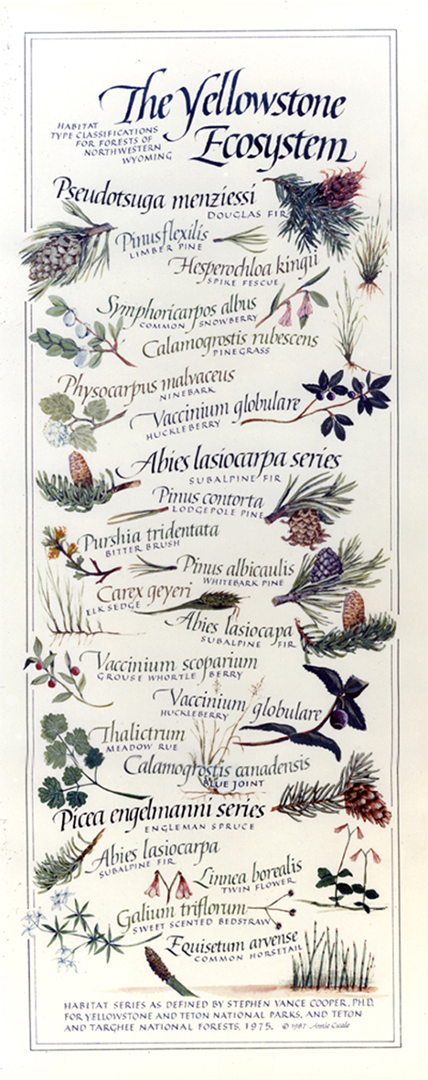 Illustration Yellowstone Ecosystem