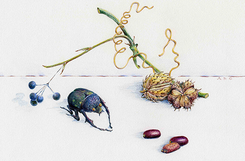 Illustration Bug Beetle